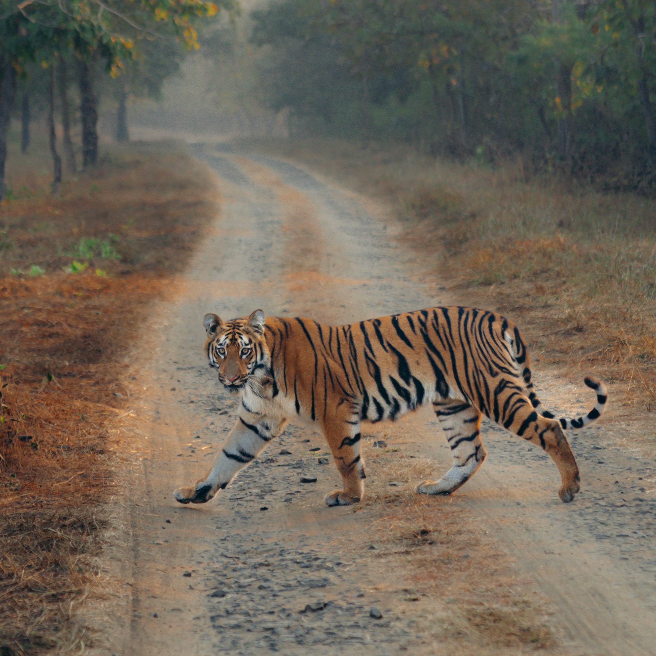 Wildlife Destinations